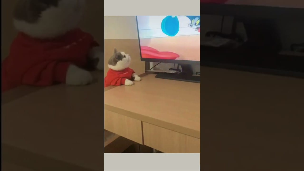 Cute Cats/Funny Cats/Funny Animals #shorts