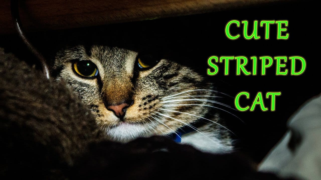 Cute Striped (cat videos)