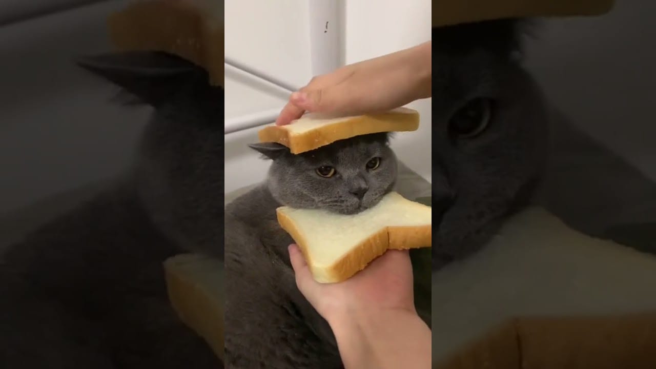 Cute and Funny Cat Videos Compilation - PART 132