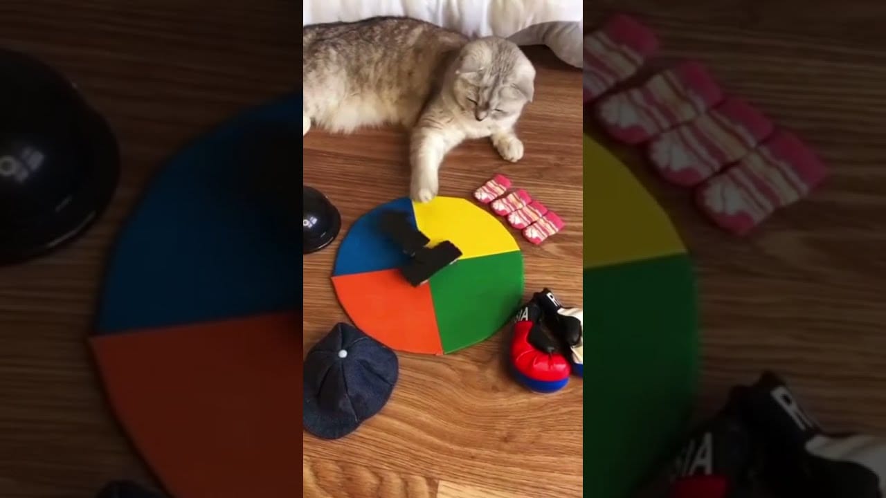 Cute and Funny Cat Videos Compilation - PART 276