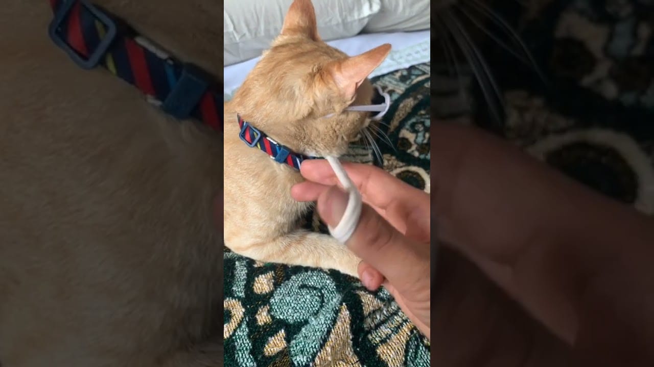 Cute and Funny Cat Videos Compilation - PART 77