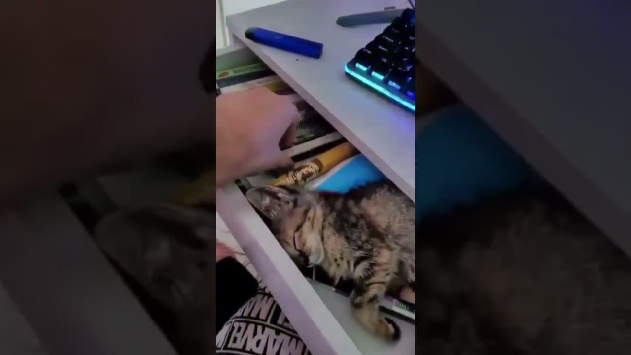 Cute and Funny Cat Videos Compilation sleepy head