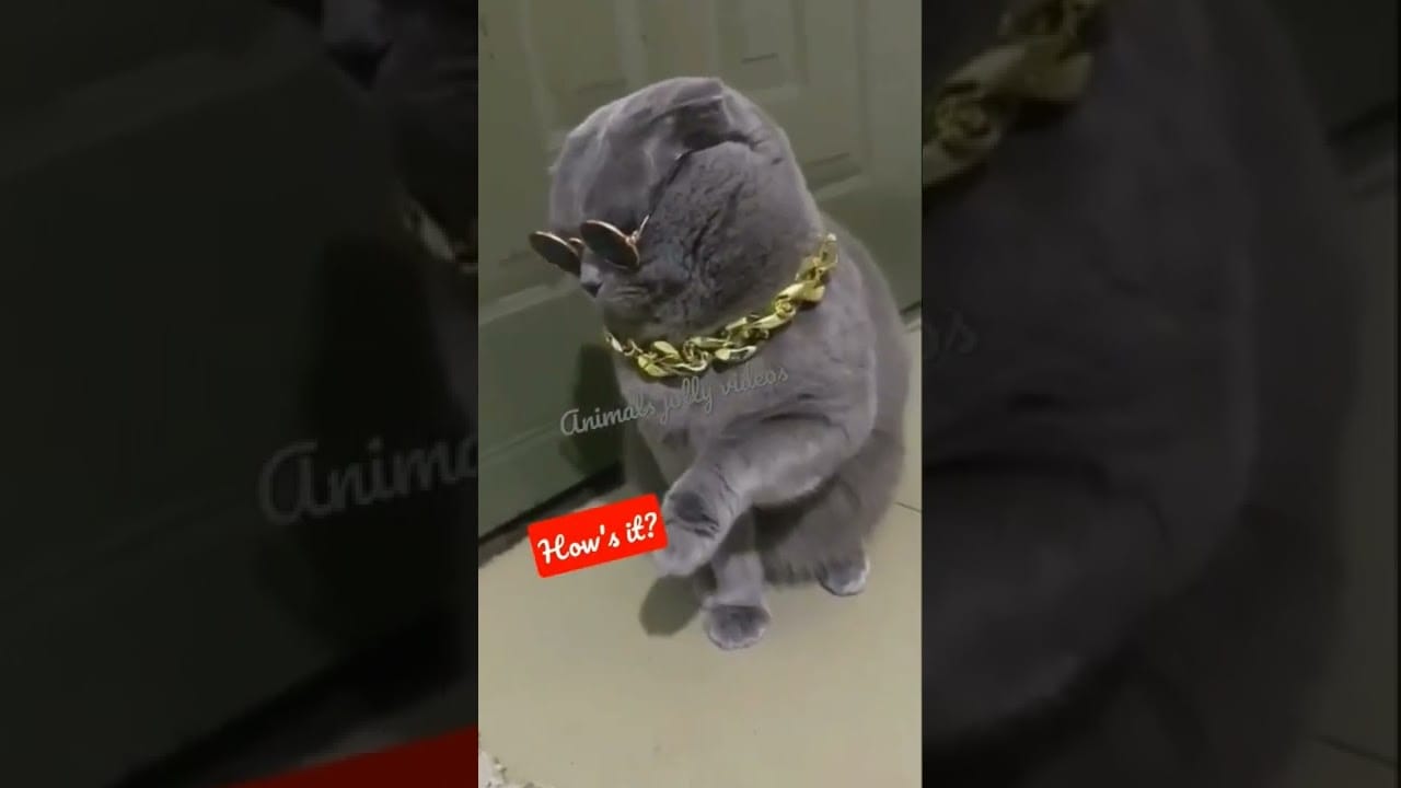 Cute-and-Funny-Cat-super-hero-funny-videos #tiktok #shortss #cats