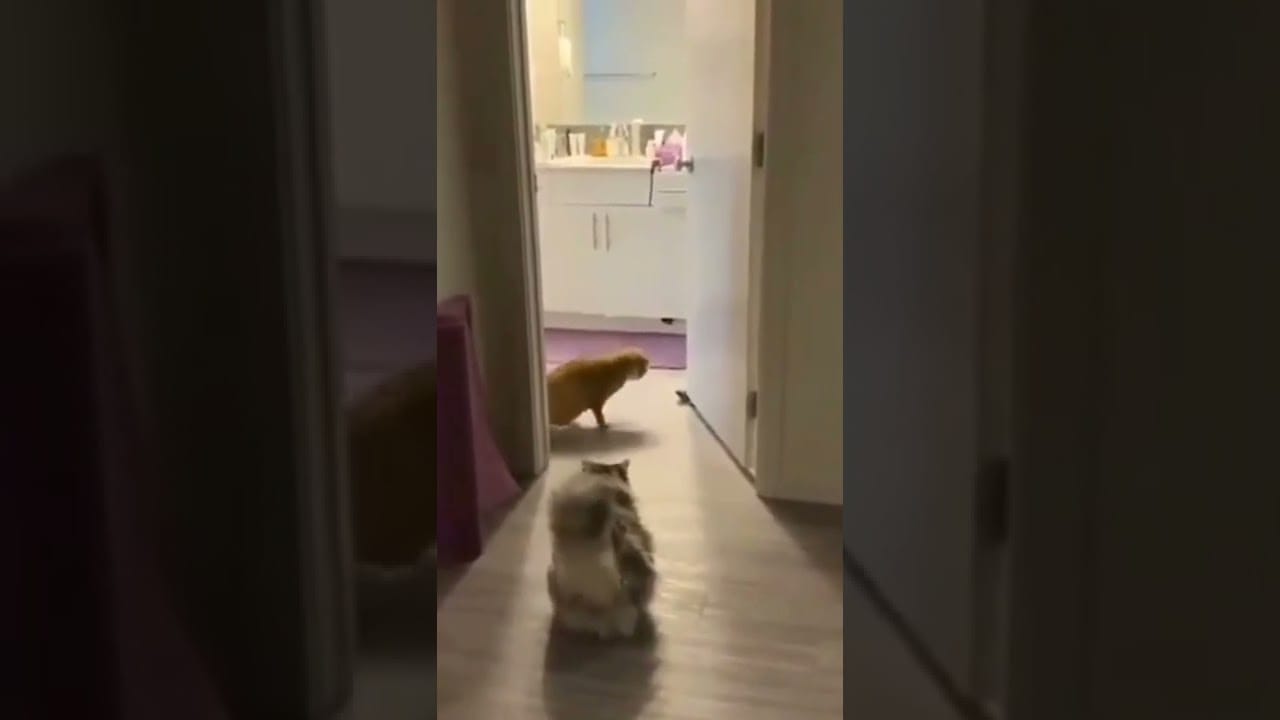 Cute and Funny Cats Videos Compilation 2022_|233|_#Shorts