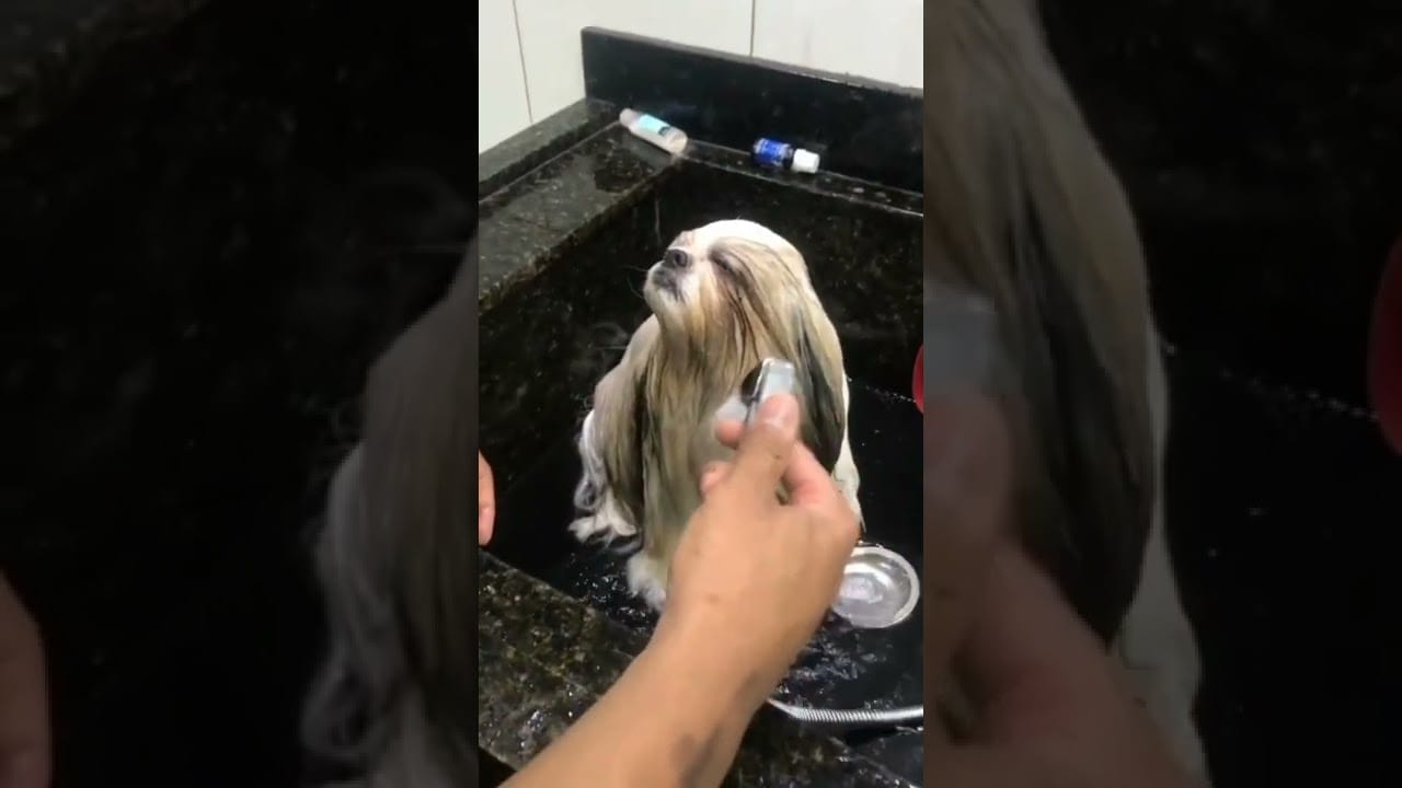 Cute and Funny Cats Videos Compilation 2022_|235|_#Shorts