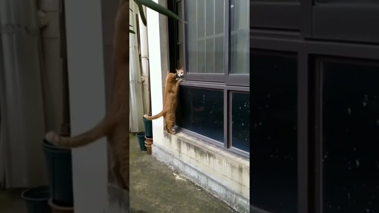 Cute and Funny Cats Videos Compilation 2022_|237|_#Shorts