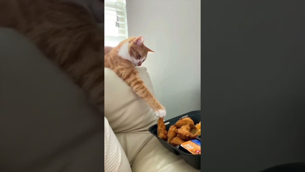 Cute and Funny TikTok Animals #64# #shorts