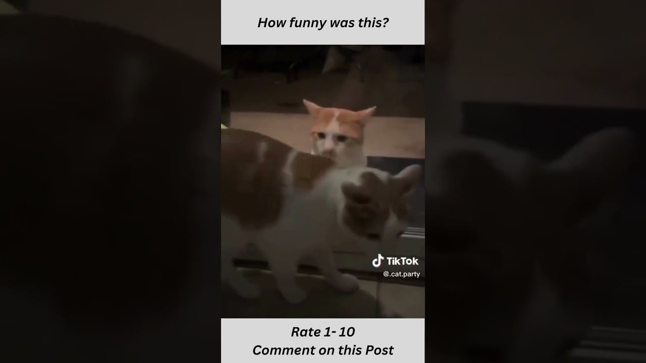 Cute but Funny cat fails #shorts #catfails  #funnycats #cats #fails