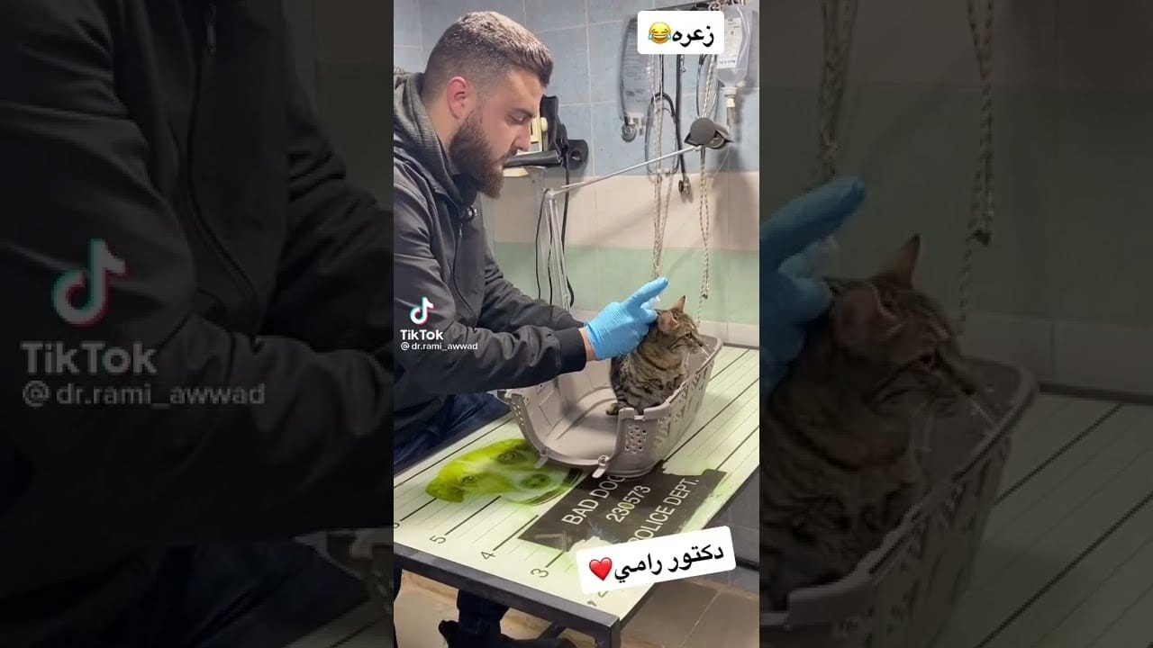 Cute cat, who hurt me