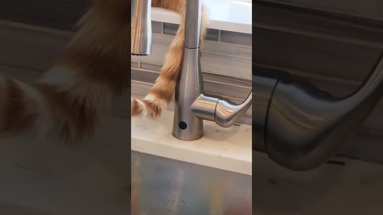 Cute funny cats compilation #3tmotor