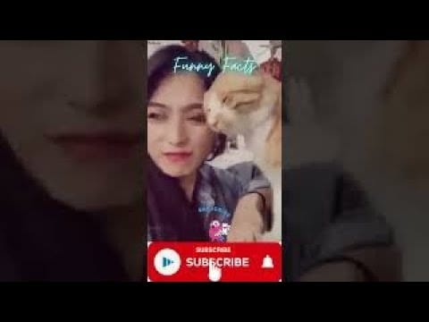 Cute funny cats videos # cats # funny # shorts #cute