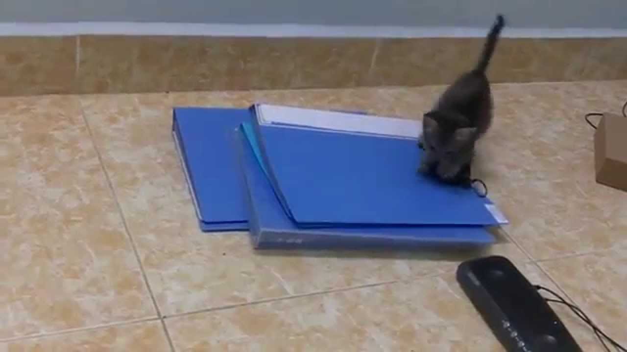 Cute kitten - little tigress