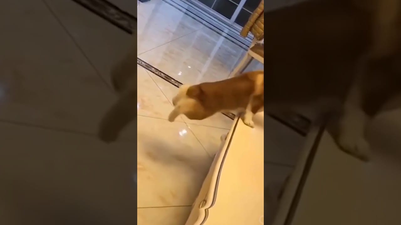 Dog trying to jump very cute!