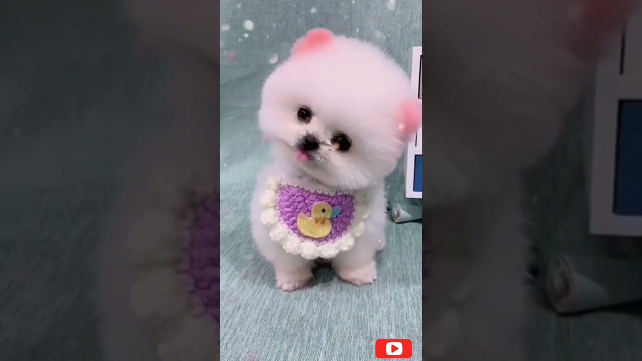 Dogs And Cats Videos #short - Best Funny Animal #free  Videos 2023 #website