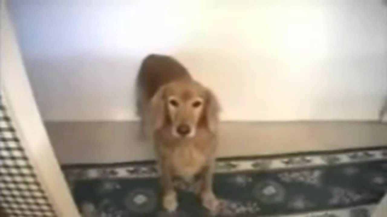 Extreme cats    amazing cute  2014   Best of