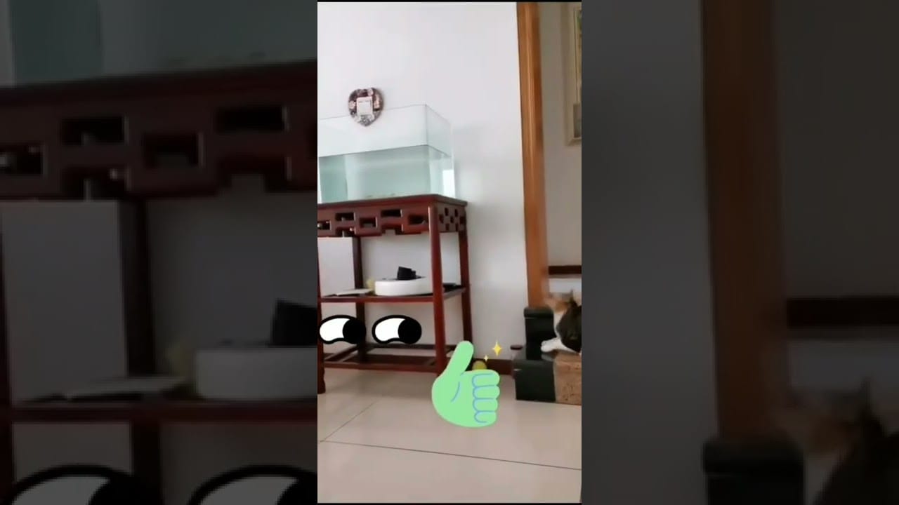 FUNNY CATS$$$playtime###cat lovers