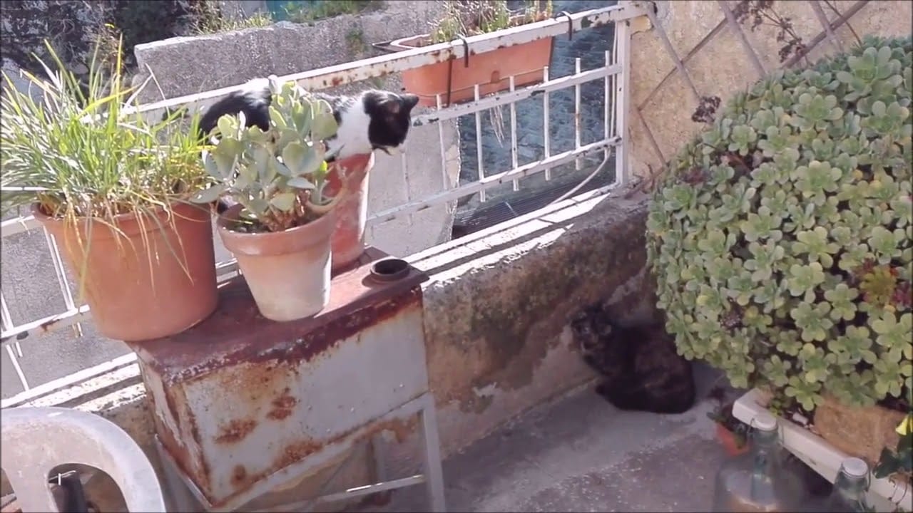 Funna cat fails - compilation!