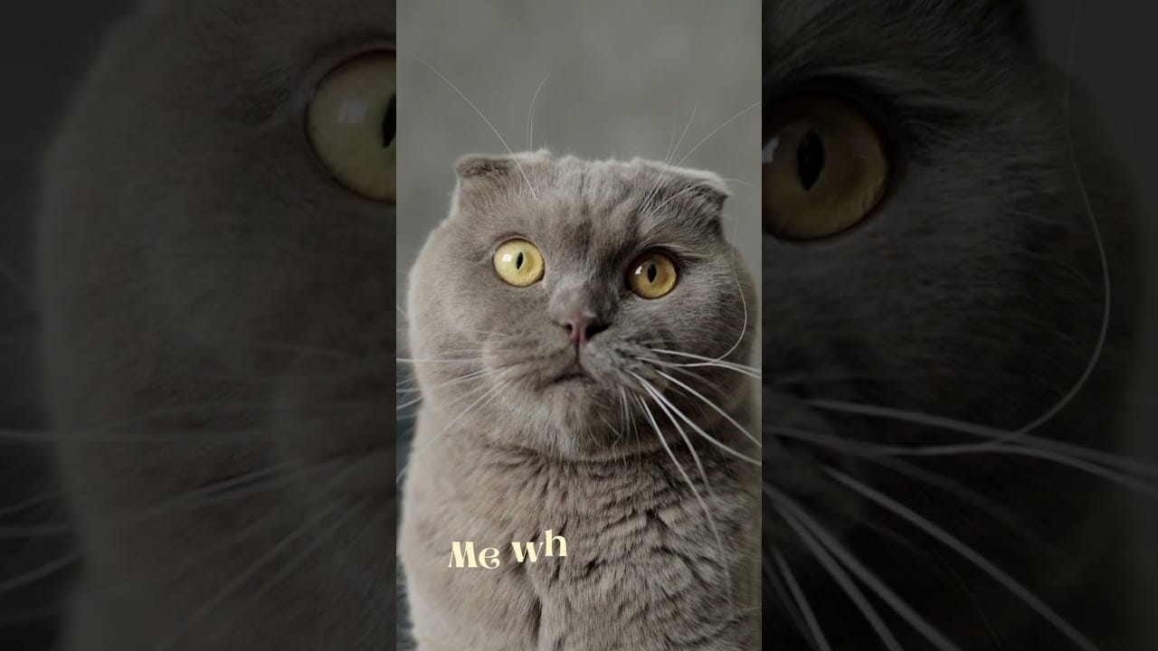 "Funny Animal Video - Hilarious Moments Caught on Camera"