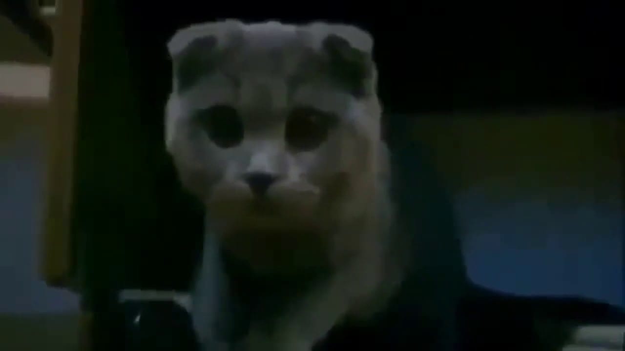 Funny Animals - Funny & Crazy Cats