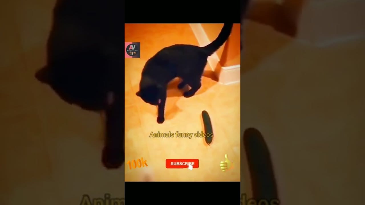 Funny Cat Animals New Videos 2022 | Animals Funny Videos !!! #animals #shorts #funnyvideo #funny