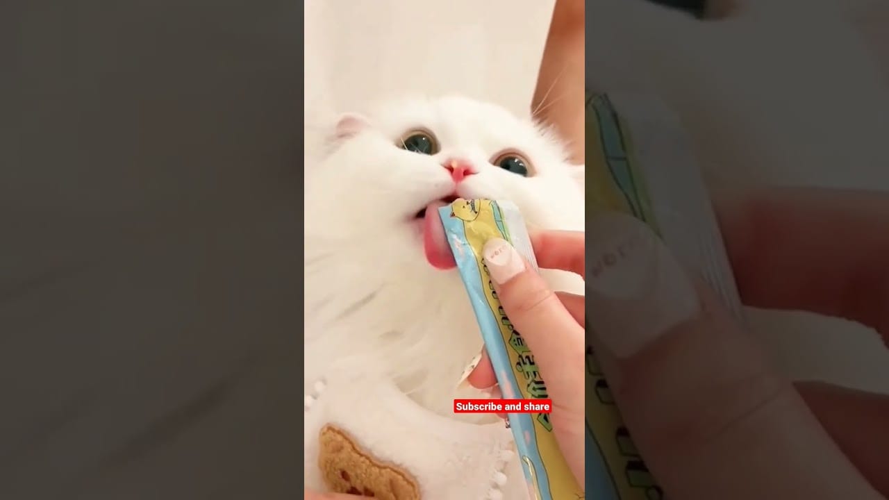 Funny Cat Cute Kitten viral Memes & TikTok Cats video Compilation #shorts #cats #cat #youtubeshorts