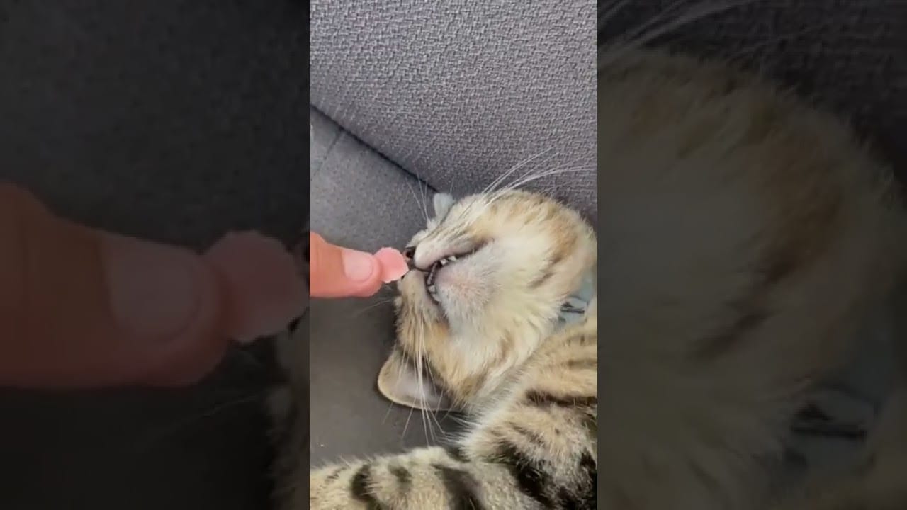 Funny Cat Videos #shorts #cute #subscribe #like #cat