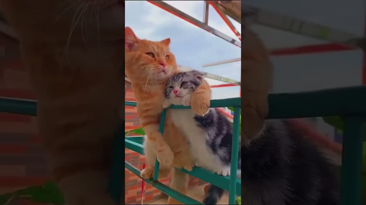 Funny Cat Videos #shorts #cute #subscribe #like #cat