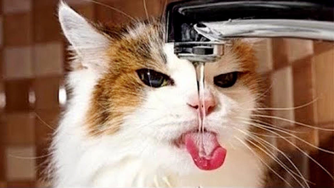 Funny Cats Compilation #2 /Best CAT CAT CAT ever/