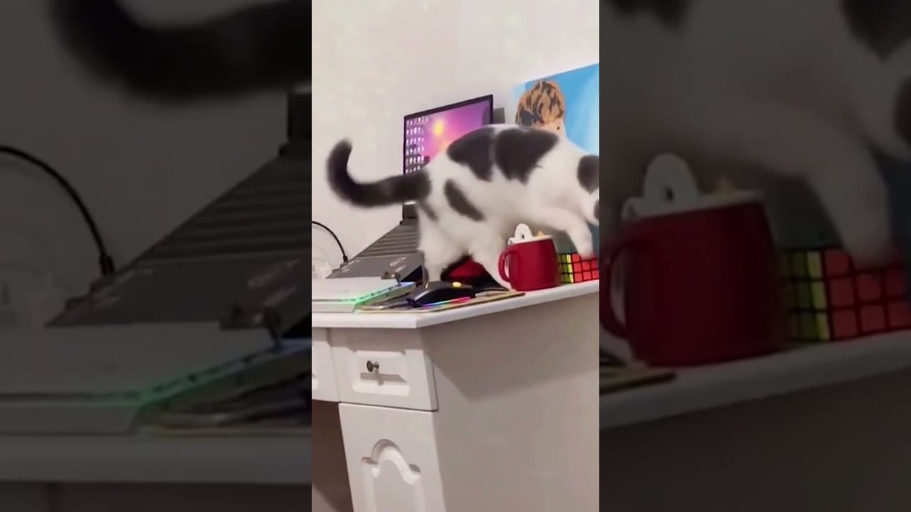 Funny Cats Purrfectly Funny
