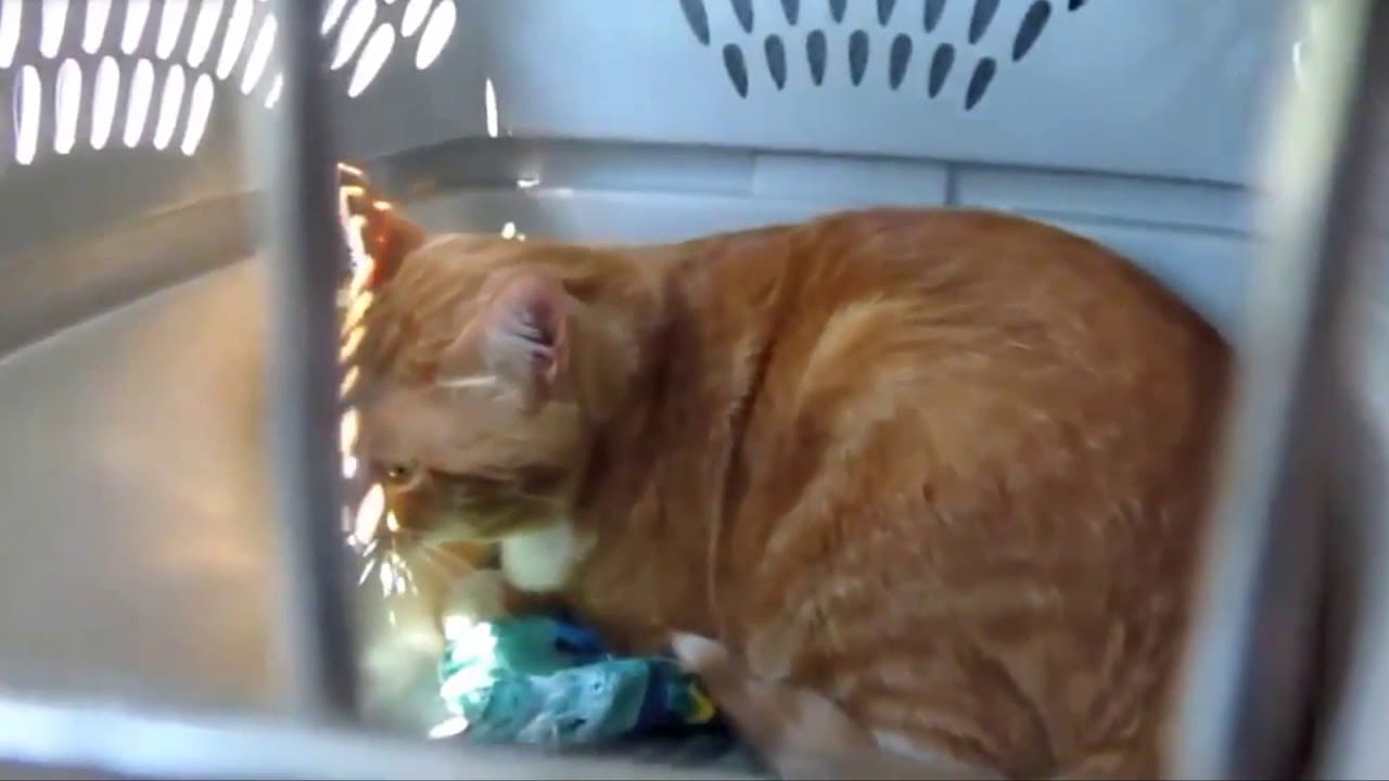 Funny Cats Saying Hello Compilation 2020 NEW