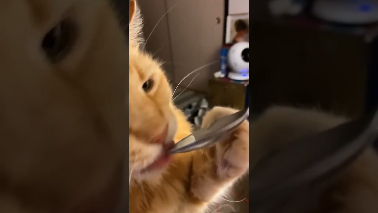 Funny Cats Videos - cat eat something #shorts