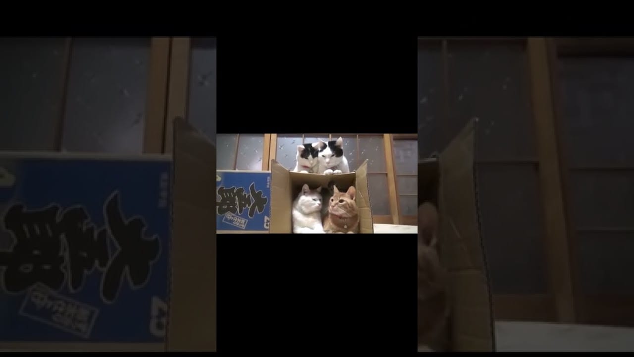 Funny Cats Worlds   Funny Cats Videos #25