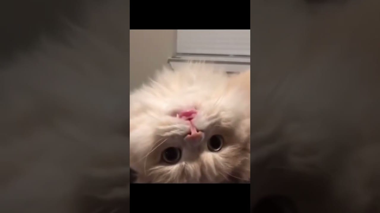 Funny Cats Worlds   Funny Cats Videos #28