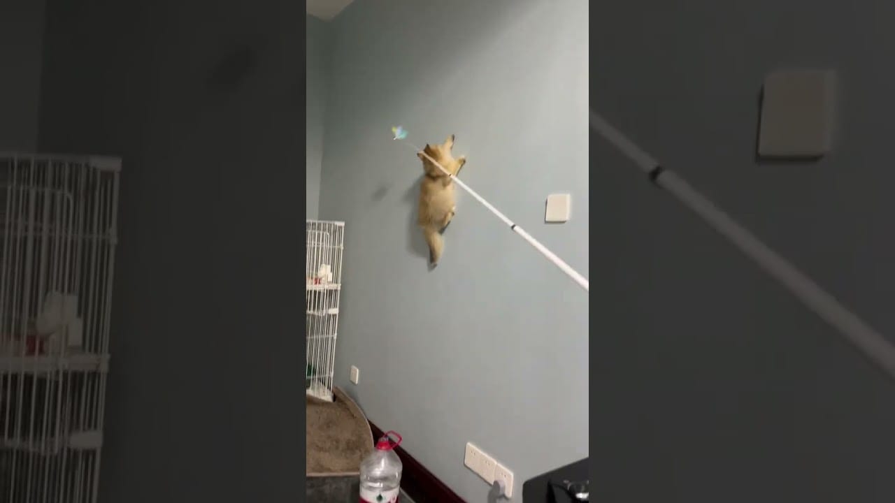 Funny Cats #funnycats #funnycatvideos #funnycatscompilation #shorts