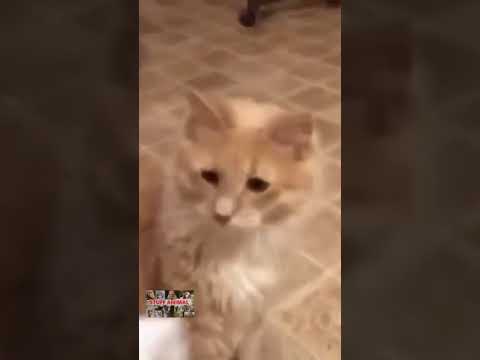 Funny Cats will make you laugh