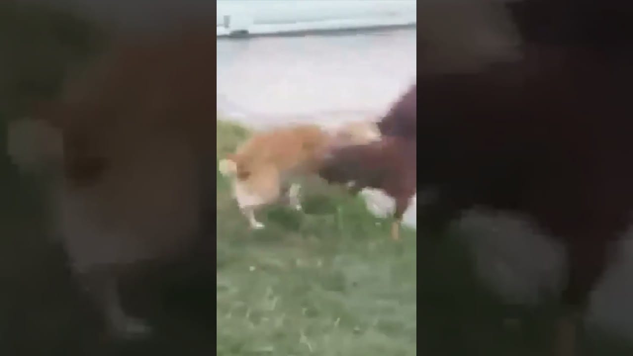 Funny Chicken Compilation - [ Laughing Rooster ]