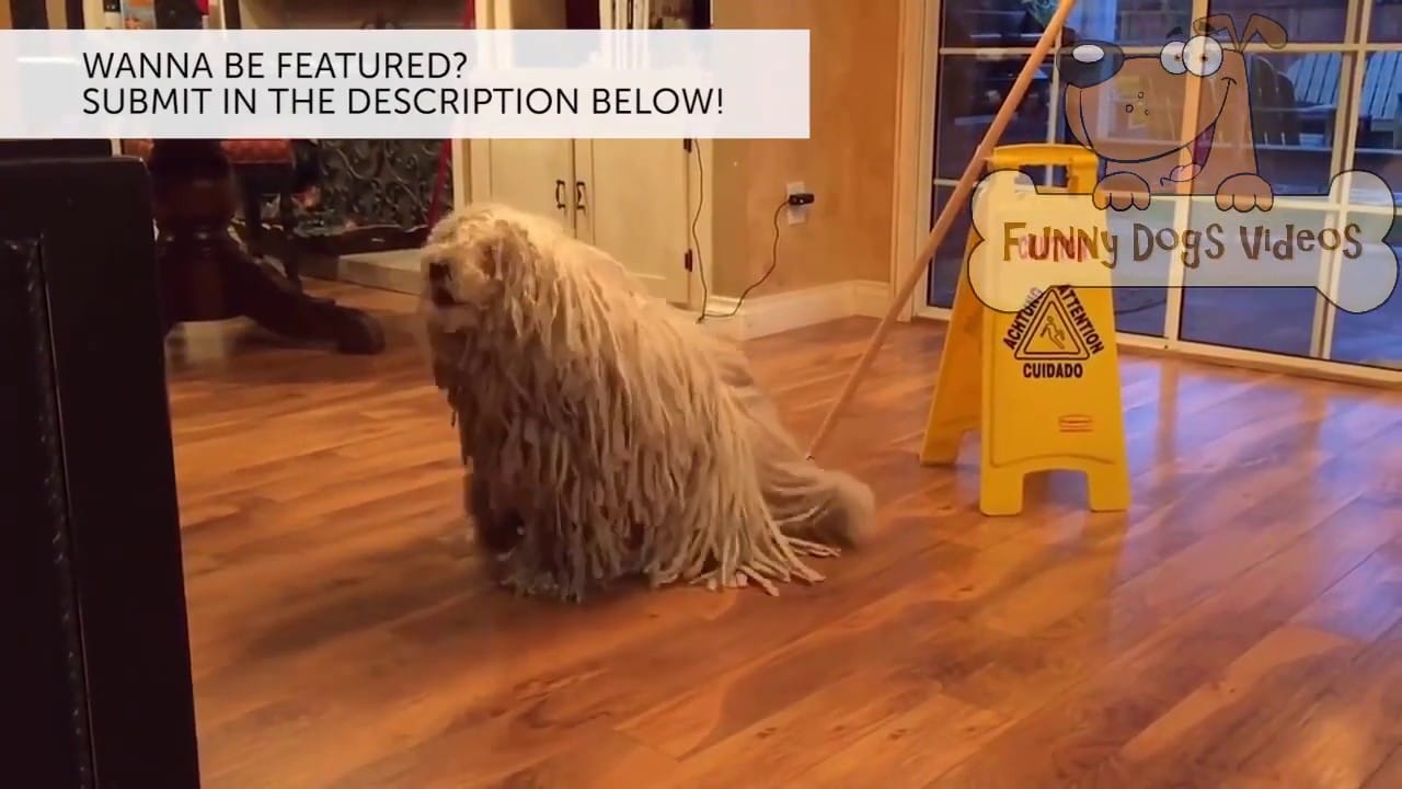 Funny Dog and Cat Fail