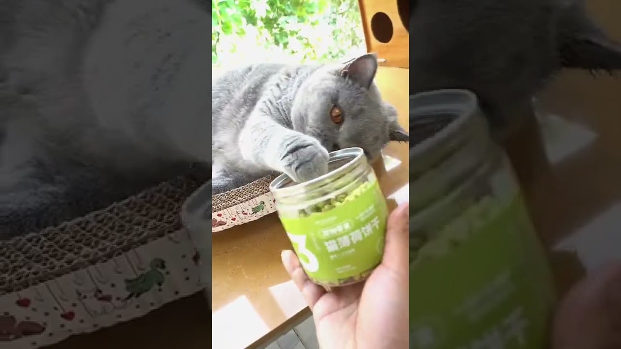 Funny Parrots Going Crazy - Funniest Parrots Compilation 2022 - parrots annoying cats