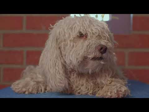 Funny Pets Compilation #2