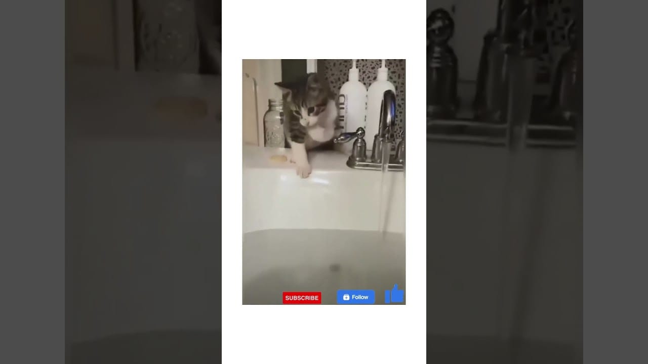 Funny cat falling into the water hhhh #shorts