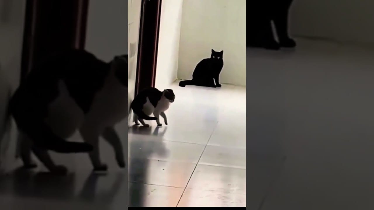 Funny cat - funny animals video
