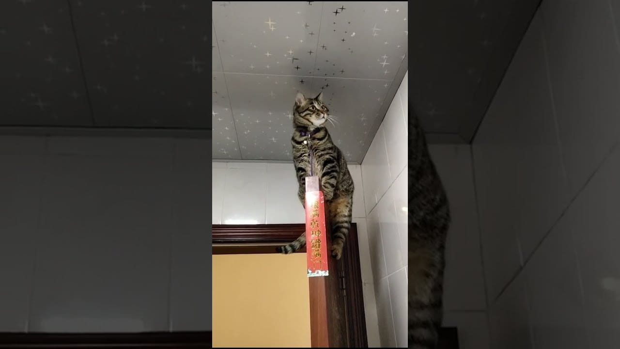 Funny cats 2021 | Cats compilation | Cute Cats and Funny Animals