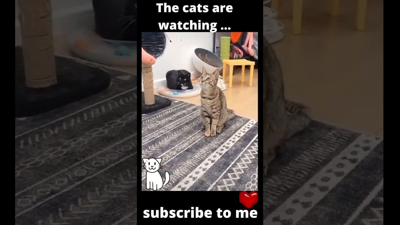 Funny cats. The cats are watching closely. #shorts