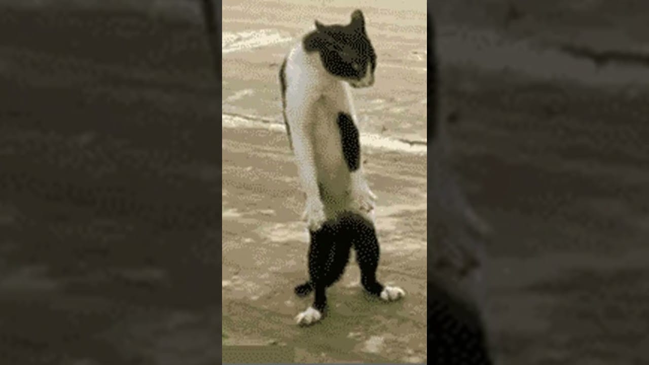 Funny cats, cute funny cats #shorts