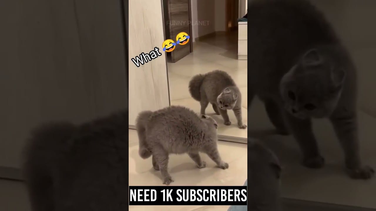 Funny cats | funny cat videos | #ytshorts #shorts