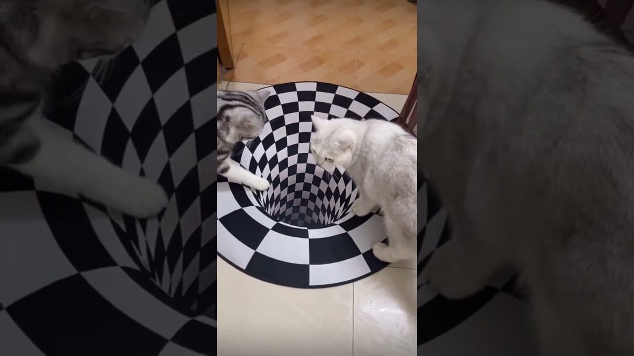 Funny prank for kittens | Try not to laugh | Pretty Kitty #shorts #cats