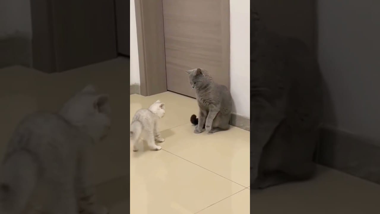 Kitty and Cute Cats | #shorts #shortvideo