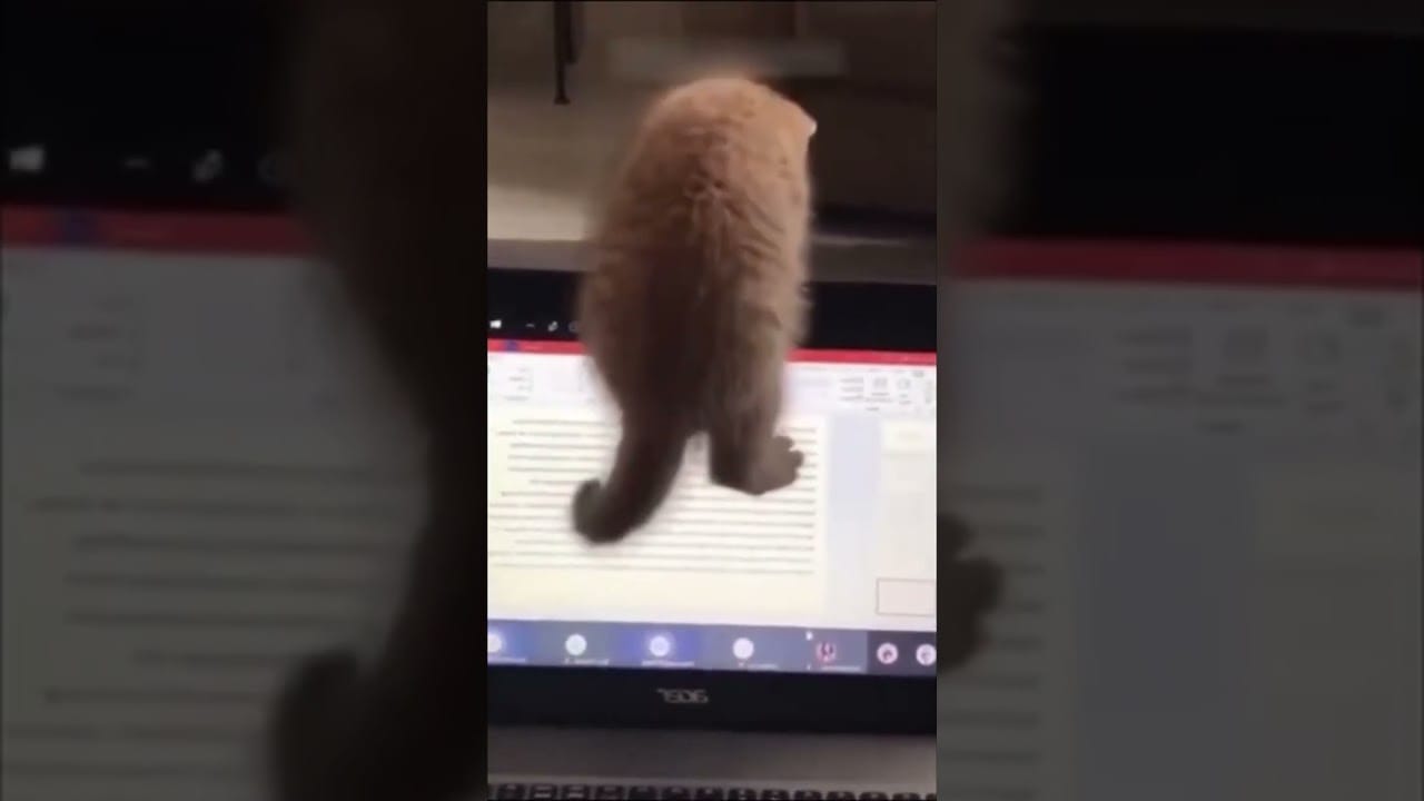 Laugh Out Loud with These Hilarious Cats - Funny YouTube Shorts Compilation