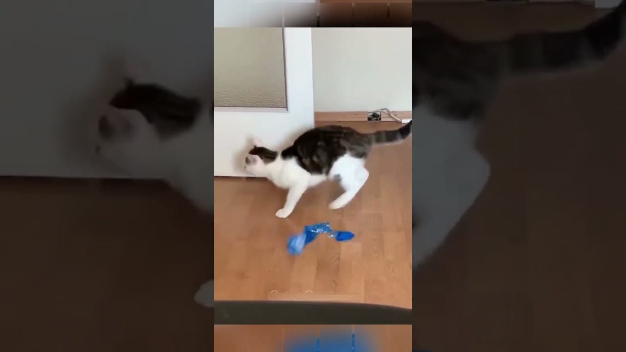 Laugh Out Loud with These Hilarious Pet Antics: A Funny Pets Compilation