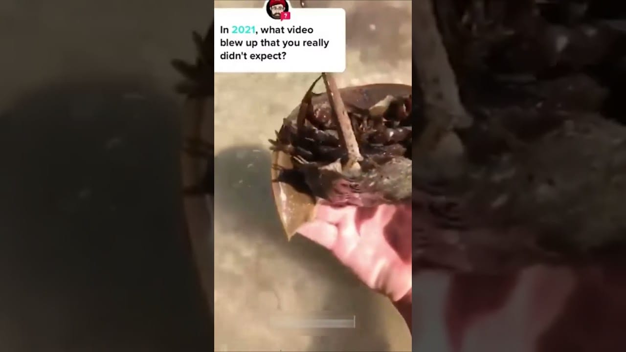 Laugh Out Loud with These Hilarious Pets: Funny Moments Caught on Camera!